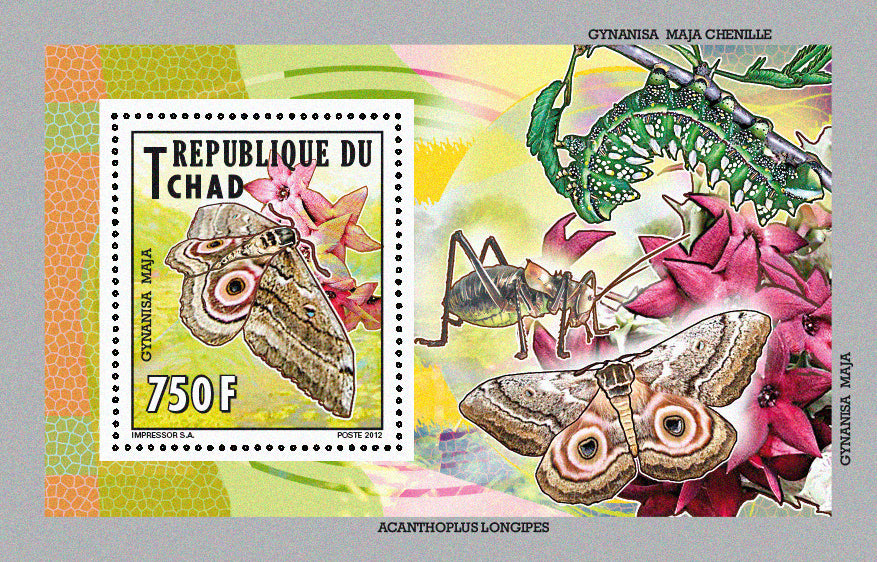 Native Mammals 2012 / Butterflies (2)