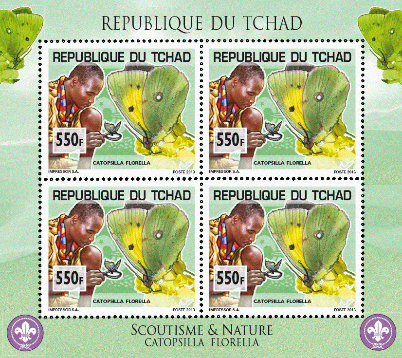 Scouting & Insects-Butterflies