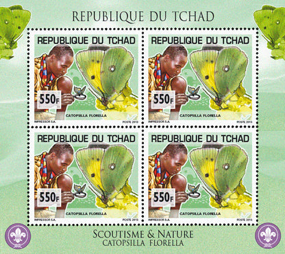 Scouting & Insects-Butterflies