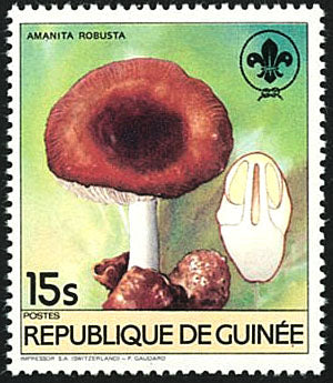Fauna & Flora : Mushrooms & Scouting