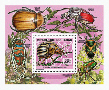 Insects and Birds / Coleoptera
