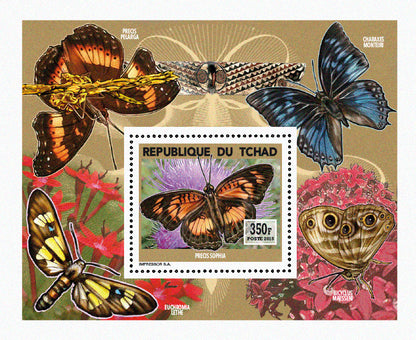 Insects and Birds  / Butterflies