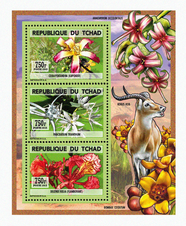 Natural History / Wild Flowers