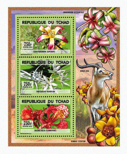 Natural History / Wild Flowers