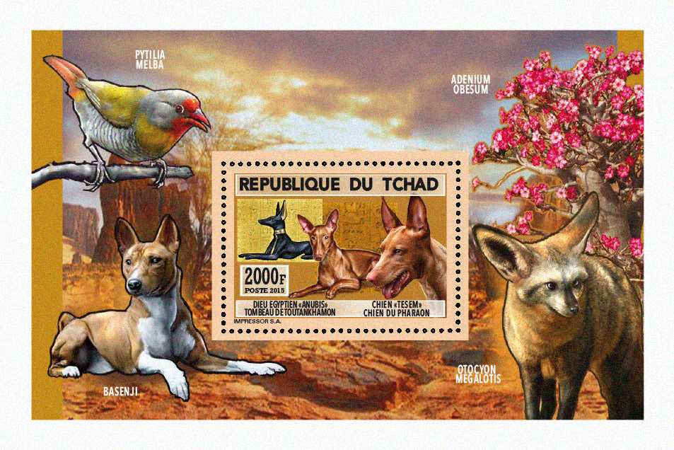 Natural History / Wild Dogs