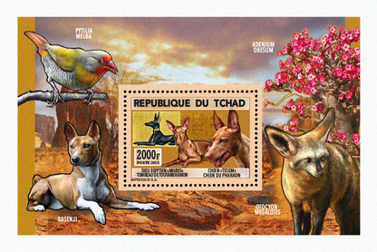 Natural History / Wild Dogs