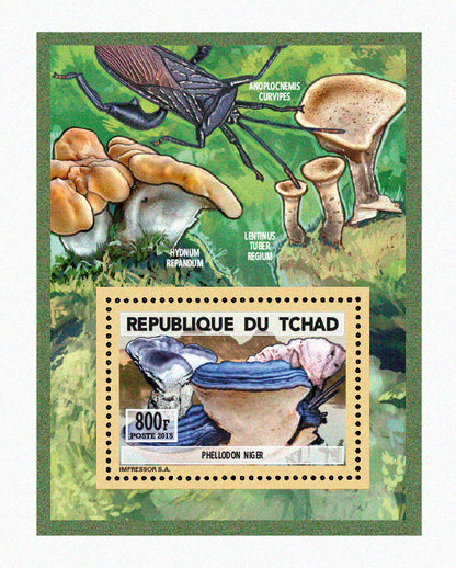 Natural History / Mushrooms
