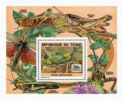 Insects and Birds  / Locusts