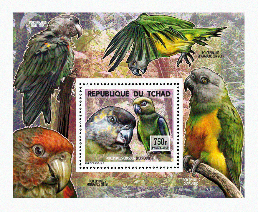 Insects and Birds / Parrots and Parakeets