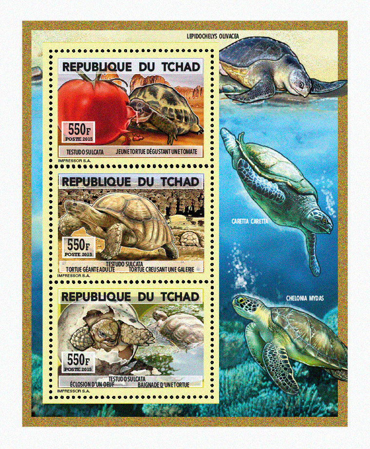 Natural History / Turtles