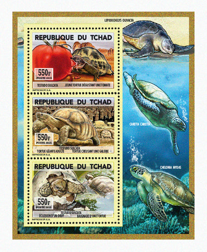 Natural History / Turtles
