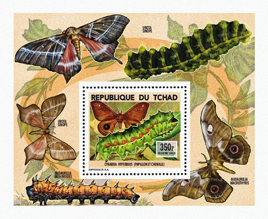 Insects and Birds / Butterflies and Caterpillars