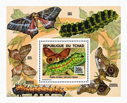 Insects and Birds / Butterflies and Caterpillars