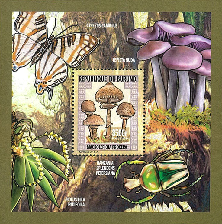 Fauna & Flora : Mushrooms ans Insects 1