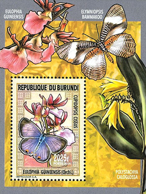 Fauna & Flora : Orchids and Butterflies