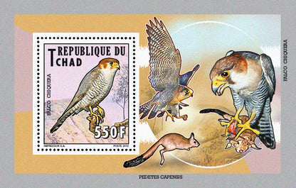 Native Mammals 2012 / Falcons & Eagles