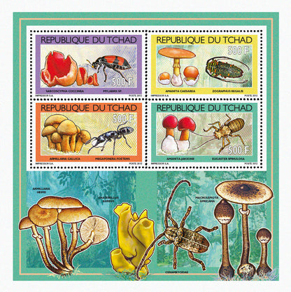 Mushrooms & Beetles (1)