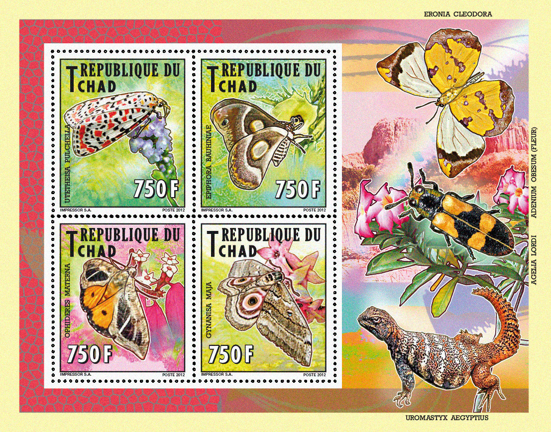 Native Mammals 2012 / Butterflies (2)