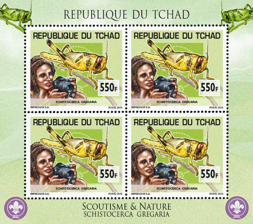 Scouting & Insects-Butterflies