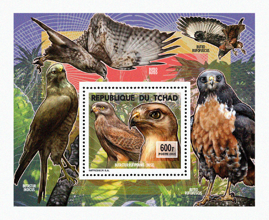Insects and Birds  / Raptors 600f