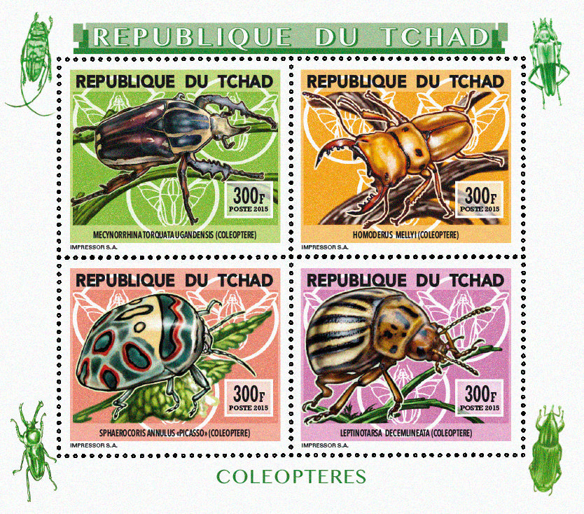 Insects and Birds / Coleoptera