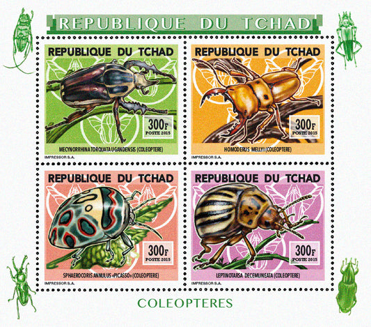 Insects and Birds / Coleoptera
