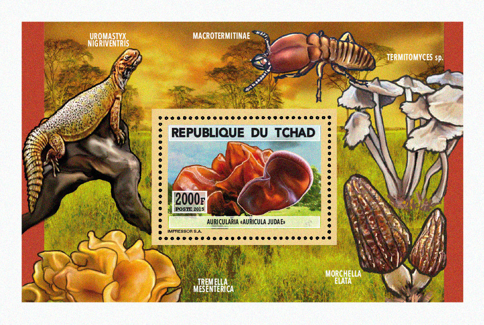 Natural History / Mushrooms