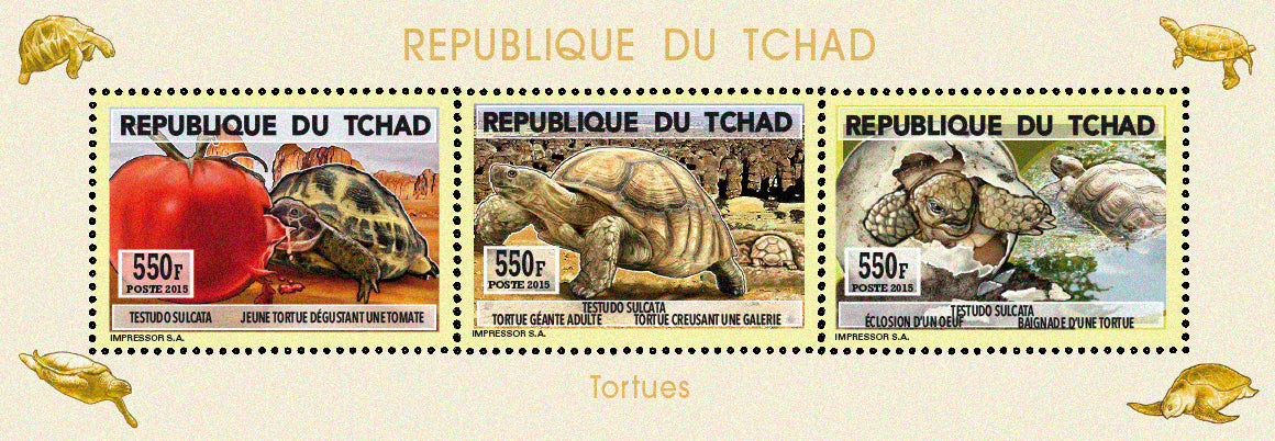 Natural History / Turtles