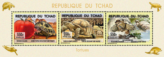 Natural History / Turtles