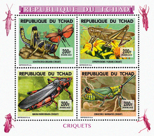 Insects and Birds  / Locusts