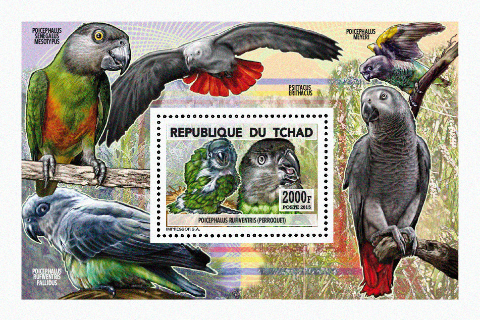 Insects and Birds / Parrots and Parakeets