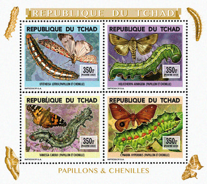 Insects and Birds / Butterflies and Caterpillars