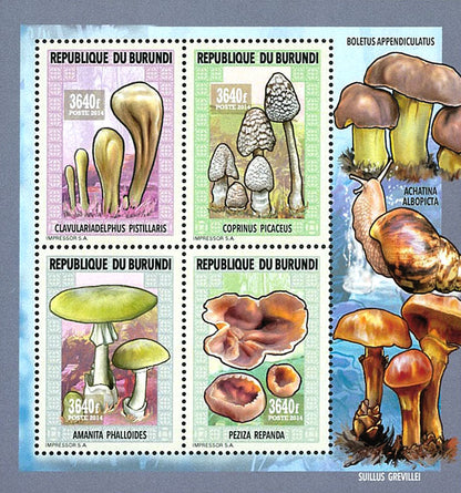Fauna & Flora : Mushrooms ans Insects 2