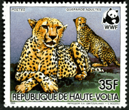 Haute Volta , Animals /Cheetah
