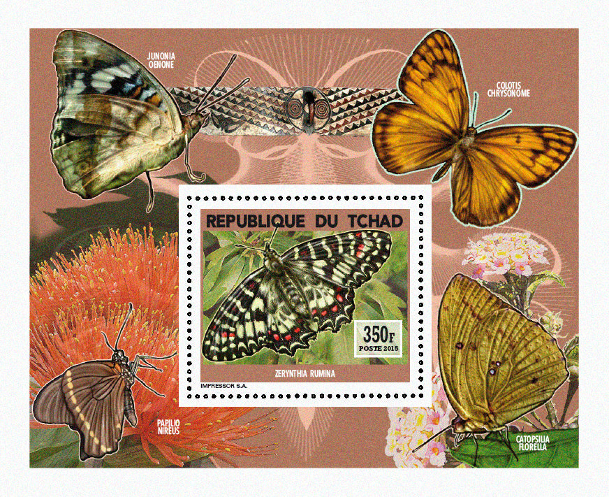 Insects and Birds  / Butterflies