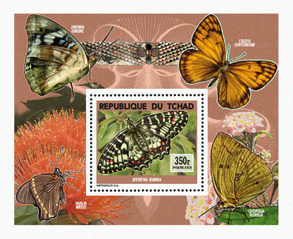 Insects and Birds  / Butterflies