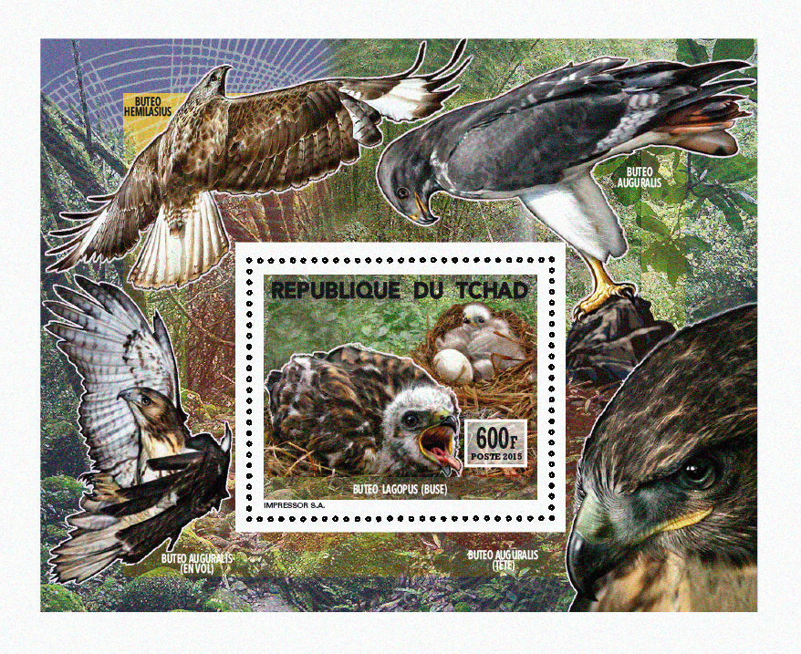 Insects and Birds  / Raptors 600f