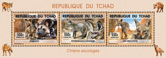 Natural History / Wild Dogs