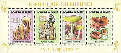 Fauna & Flora : Mushrooms ans Insects 2