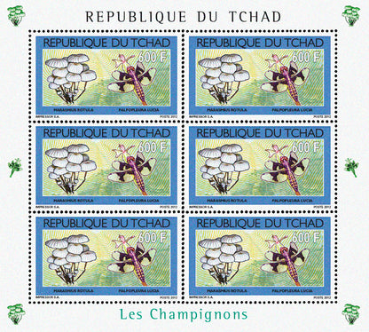 Mushrooms & Insects (2)