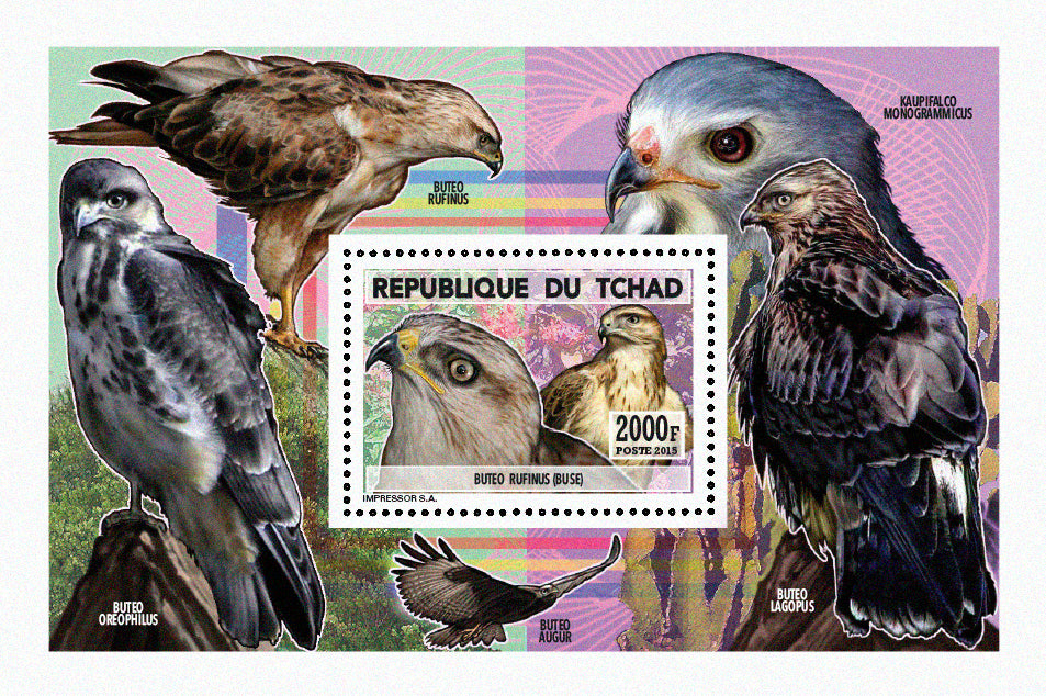 Insects and Birds  / Raptors 550f