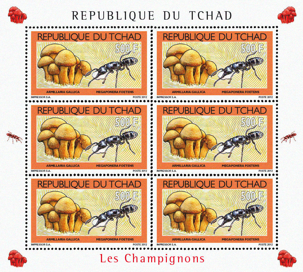 Mushrooms & Beetles (1)