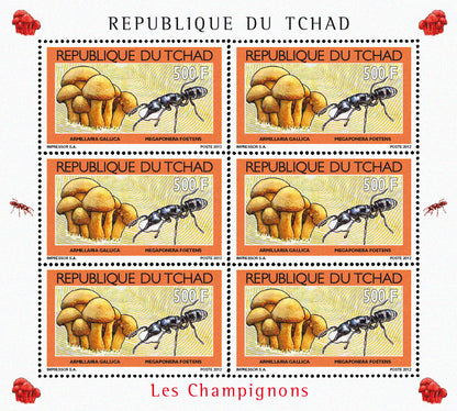 Mushrooms & Beetles (1)