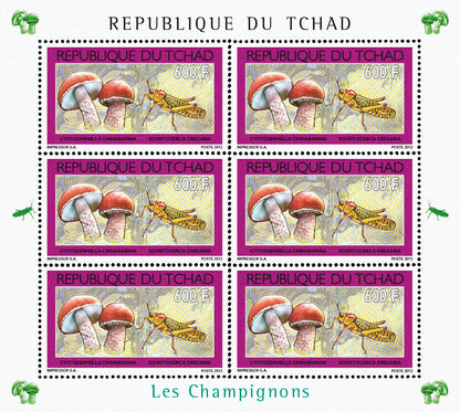 Mushrooms & Insects (2)