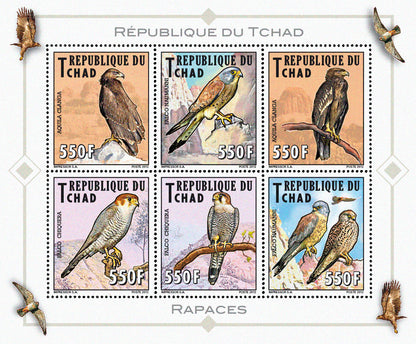 Native Mammals 2012 / Falcons & Eagles