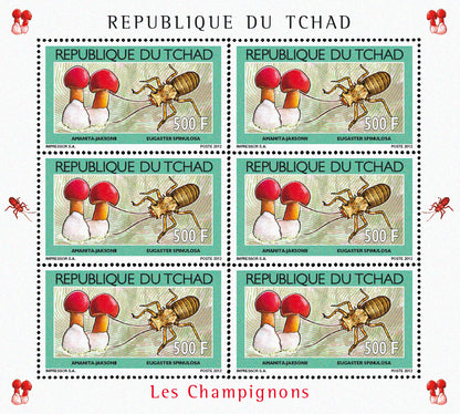 Mushrooms & Beetles (1)