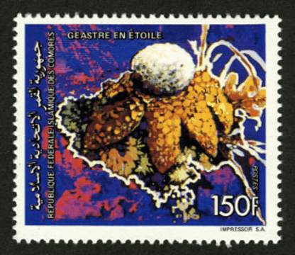 Mushrooms (5607)