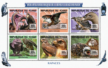 Insects and Birds  / Raptors 600f