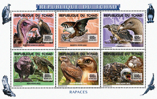 Insects and Birds  / Raptors 600f