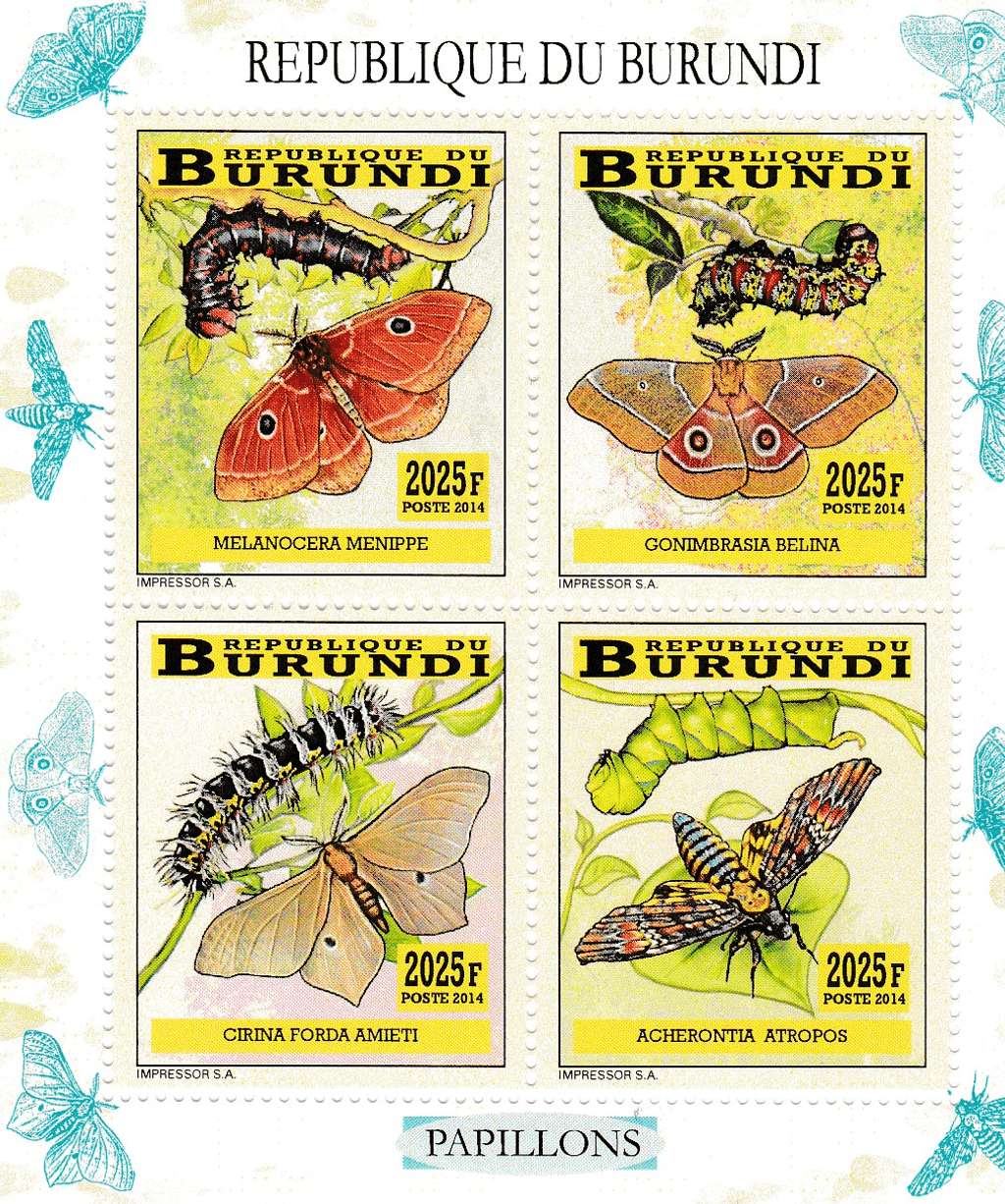 butterflies and caterpillars
